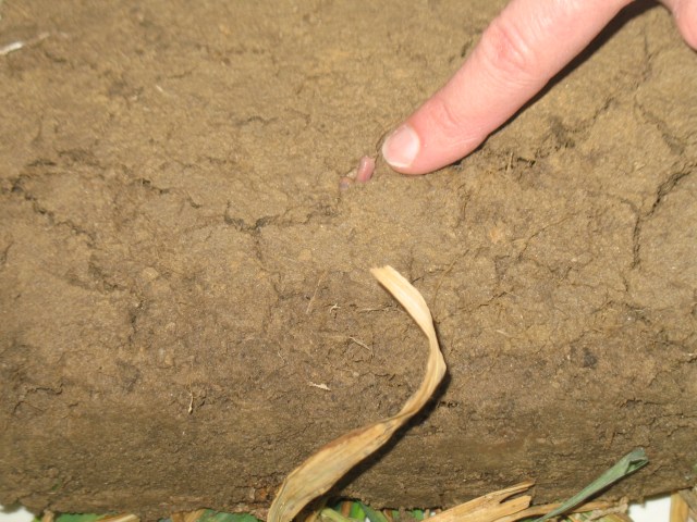 LOOK....I found a worm!!!