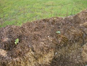 a bale beans starting to come up