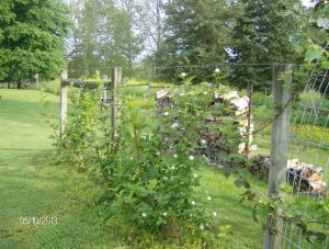a Kiowa berries planted last year