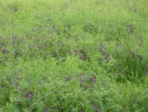 a paddock broadcast with lana vetch