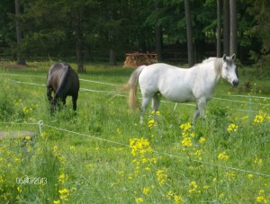 a Perkins and Star Baby