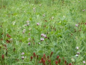a winter peas blooming are pretty