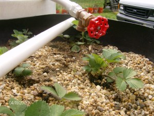 AQUAPONIC STRAWBERRIES IN GRAVEL