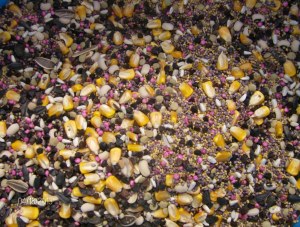 BEST SHOT OF SUMMER COVER SEED