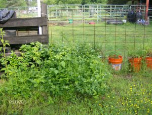 Blackberries planted two years ago