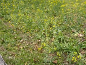 BULL STRIP GRAZED TODAY