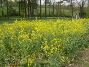 BULL STRIPS THIS WEEK