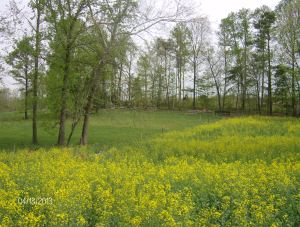 CORNER LOT GRAZED LAST WEEK