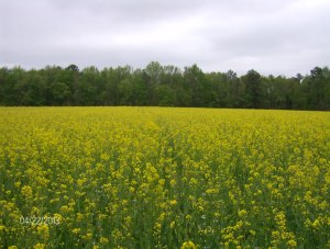 five acres of the 9 way mix