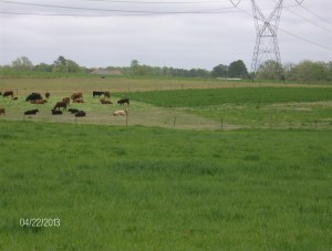 Keenbell is grazing their cover