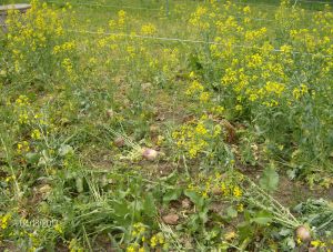 PULL THE TRURNIPS UP GRAZING THE FORAGE