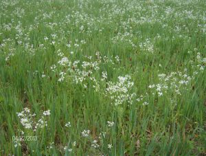 radish, crimson clover and triticale