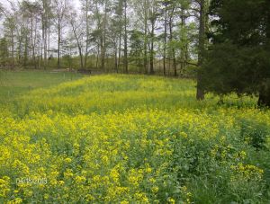 RAPE IN BLOOM IS BEAUTIFUL