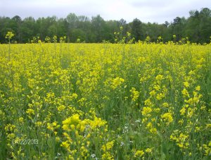 rape is nearly 4 ft tall