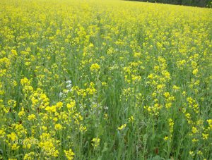 rape takes over the nine way mix