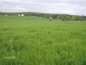 small grain at Keenbell