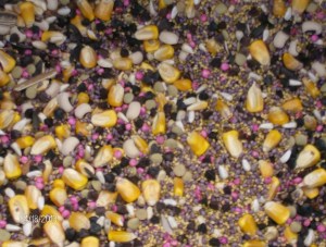 SUMMER COVER CLOSE UP