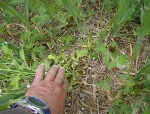 tracked the white flowers down to the radish