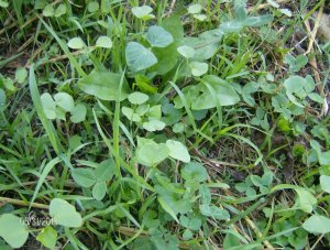 summer cover coming thru the grass