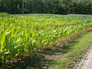 corn suppressed by water in field