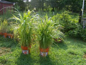 cover crop buckets