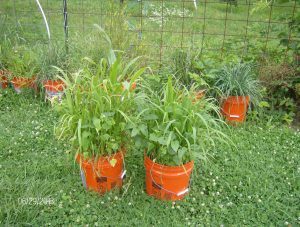 cover crop in buckets