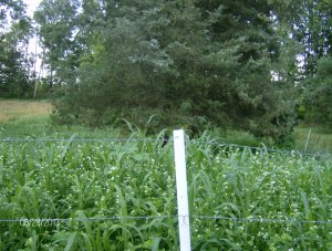 cover crop nearly five feet tall