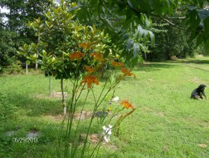 day lillies at Po Devils Grave