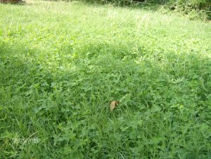 mixed clover and bermuda