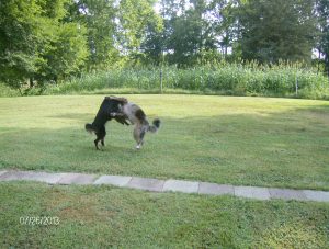 showing off in front of the cover crop