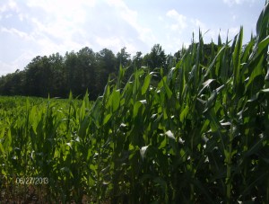 staristeps from 2 ft tall to 6 ft tall