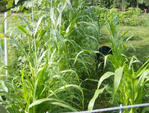 test row in the garden