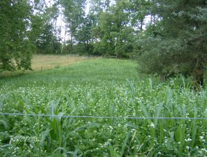 the bull field sown in two parts