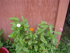 zinnias at the stable