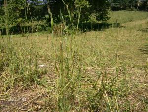 2 POST GRAZING SUMMER MSCC