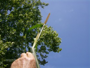 3 18 INCHES TALLER THAN i CAN REACH