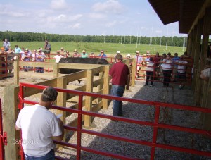 BULL WANTED HIS SPACE