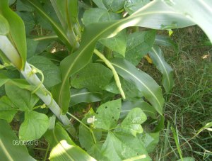 COWPEAS AND SHRGHUM