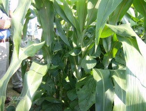 LOOKED THICKER THAN 30 IN ROWS