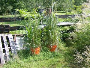 7 SUMMER BUCKETS RECOVERING WELL