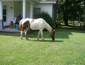 8 PETE WAITING ON HIS COOKIE
