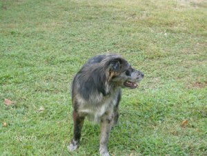 APACHE IS THE GUARD DOG