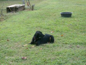 DEE DEE IS THE WATCH DOG,,,,ALWAYS THE FIRST TO ALERT