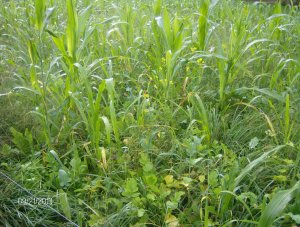 HODGE PODGE COVER CROPS...SUMMER AND FALL
