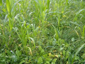 THE MUSTARD IS BLOOMING