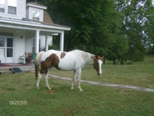 PETE HANGING OUT BY THE POORCH WAITING FOR COOKIES