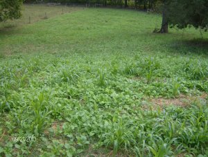 SUMMER REGROWTH AND RADISHES AND RAPE