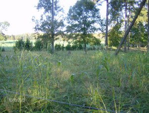 Equines grazed just before the frost