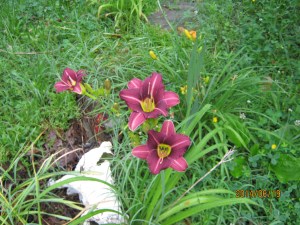 day lillies on MONTES grave