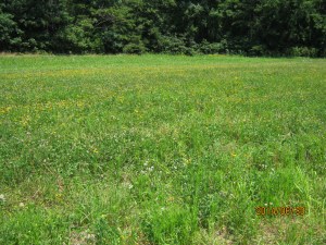 chainer summer cover 2